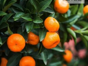 Sweet bush orange