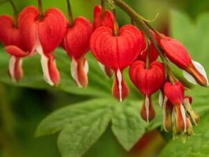 Bleeding heart red