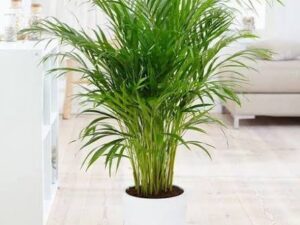 mini areca palm