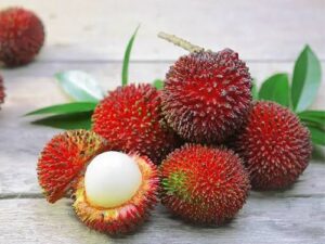 Pulasan fruit plants