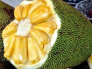 J 33 jack fruit mother plant[parcel service only