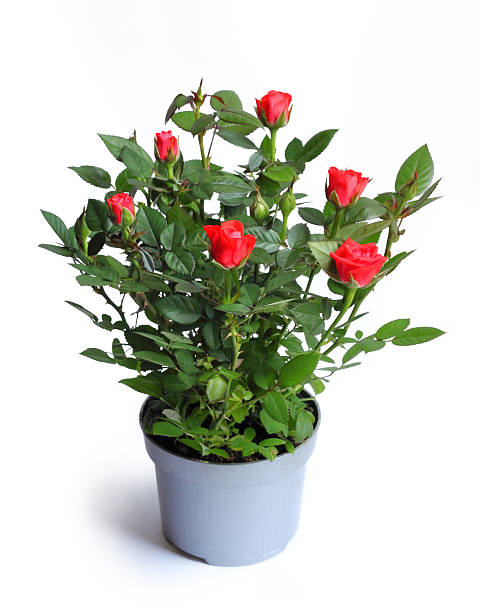 Rose Plants