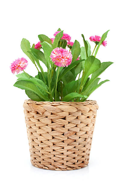 Organic Soil