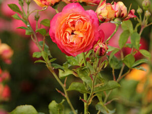 Baby romantica creeper rose plants
