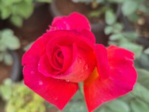 Maria callas rose
