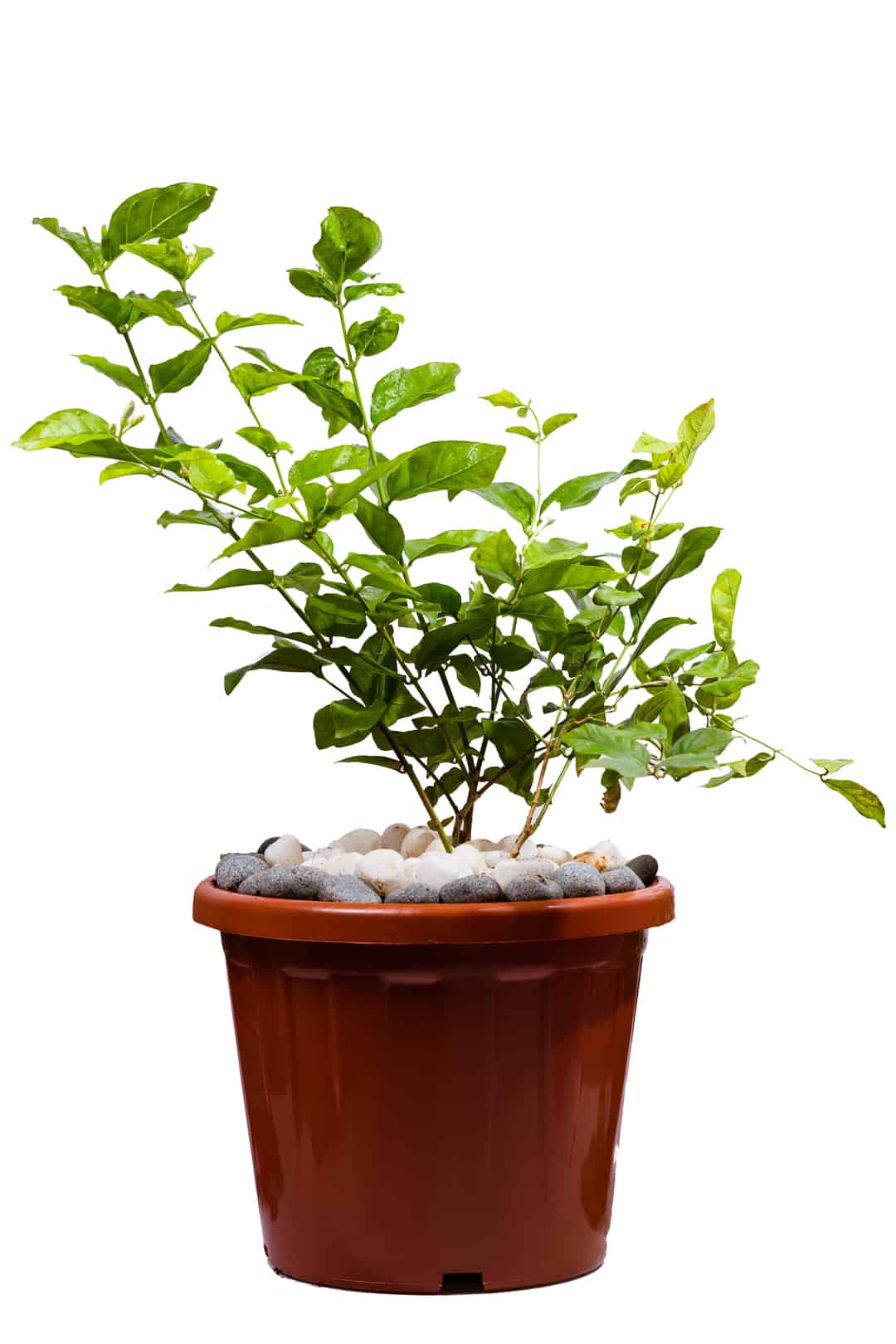Jasmine