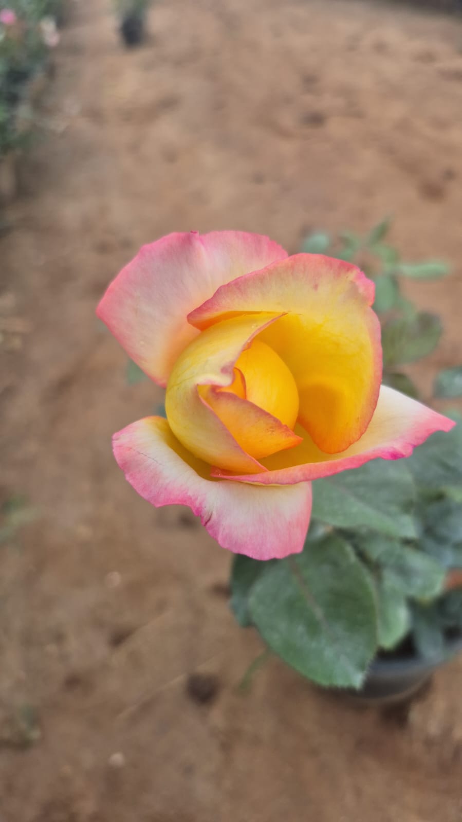 Love and peace