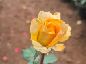 Gold medal rose