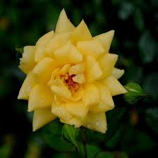 Yellow miniature rose plant