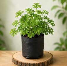 Paneer leaf