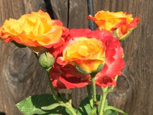 Calcatta Rose 8 inch pot Plant