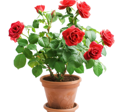 Mookuthi red rose