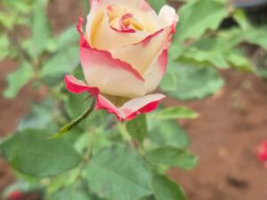 Cherry parfait rose
