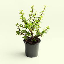 Jade plant