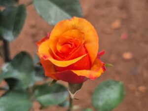 Copper austine rose