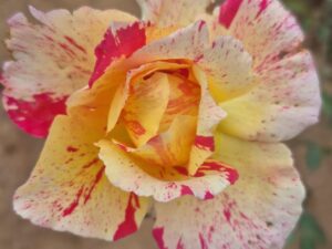 Abracadabra rose
