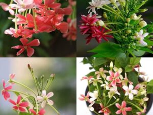 Rangoon malli flower