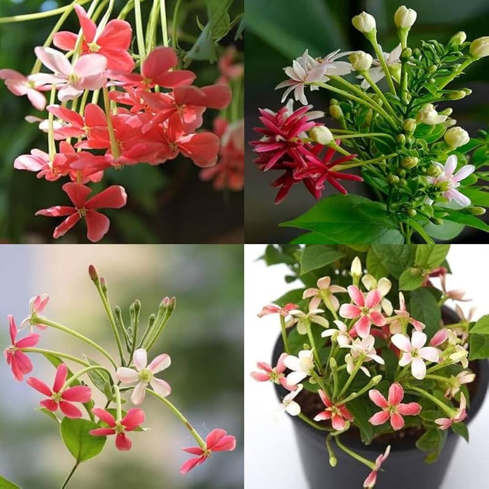 Rangoon malli flower