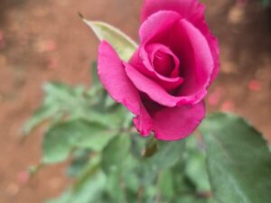 Paradasi rose