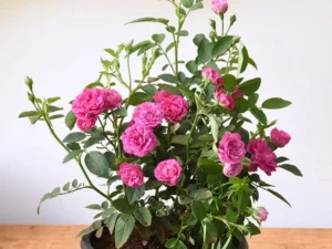 Mother pink button rose
