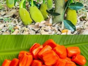 Dang surya jackfruit (Parcel service only)