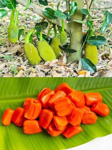Dang surya jackfruit (Parcel service only)