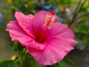 Pink Hibiscus Plant