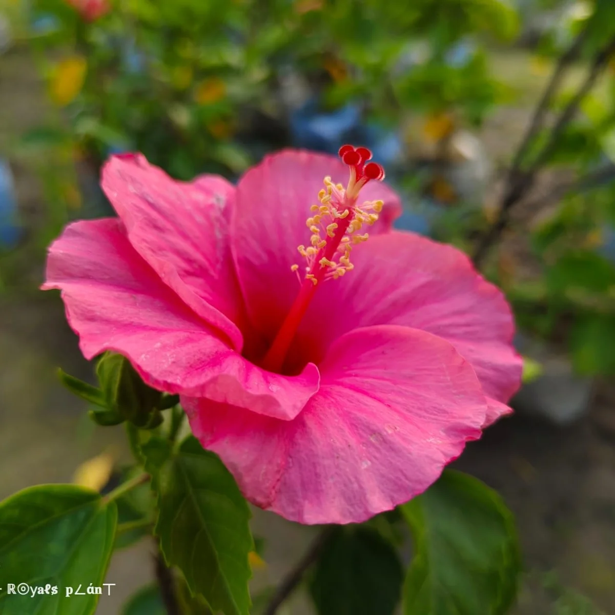 Pink Hibiscus Plant