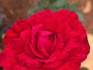 Red indution 8 inch Pot Collection