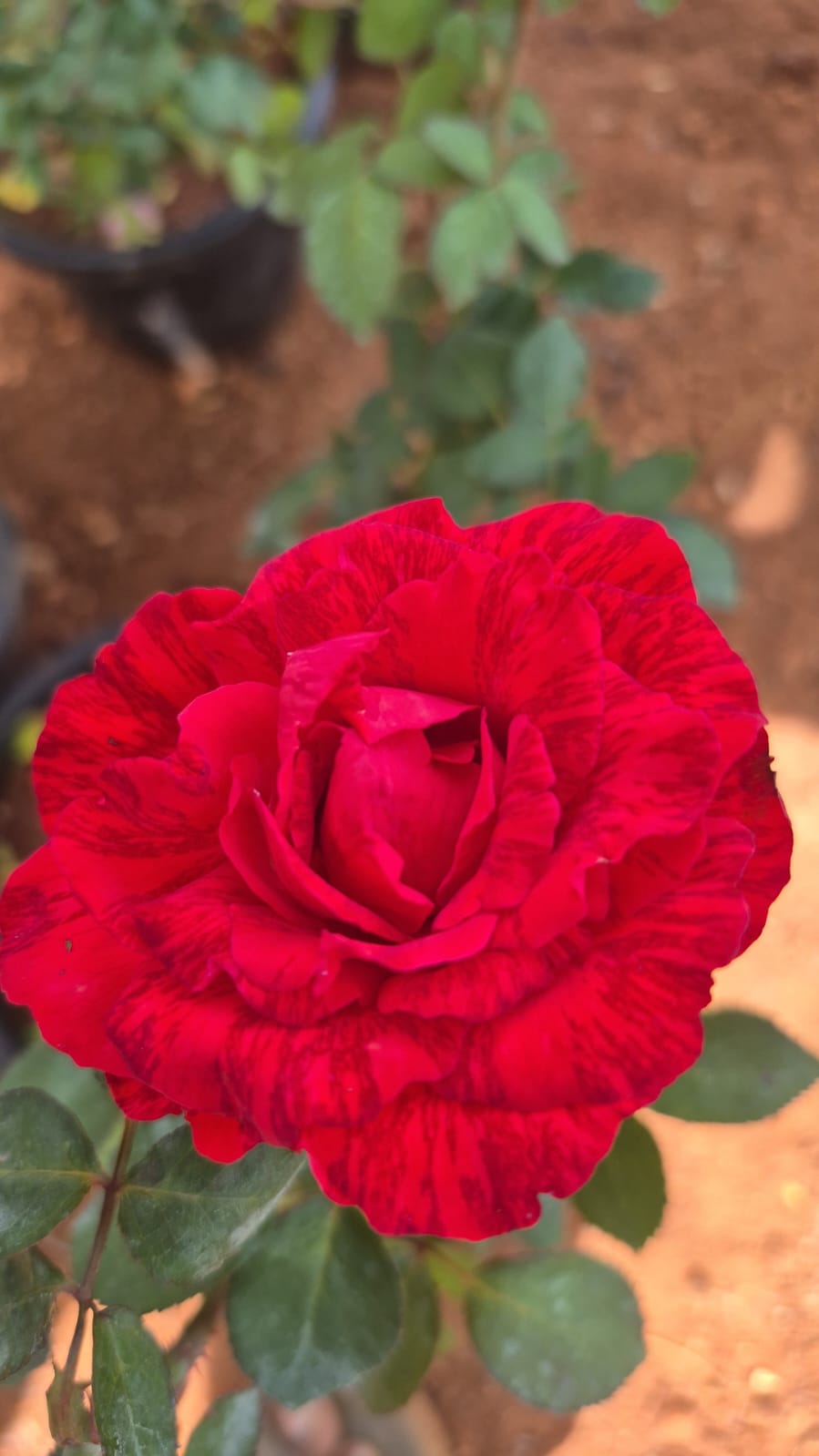 Red indution 8 inch Pot Collection