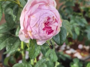 Da 30 Rose 8 inch Pot Collection