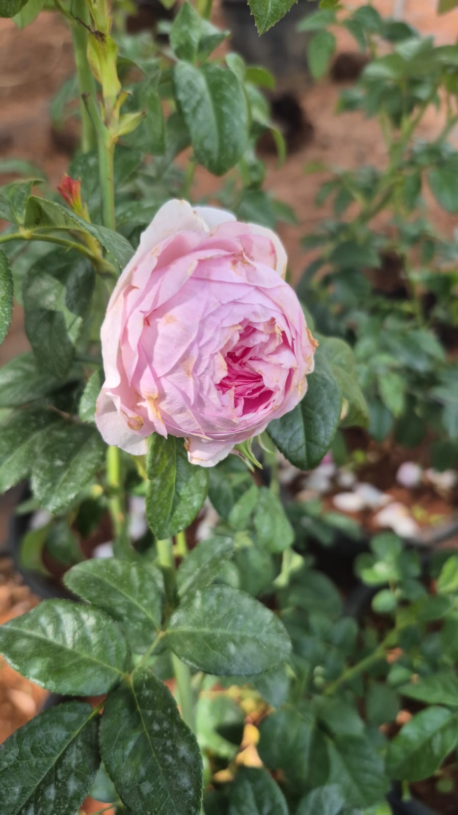 Da 30 Rose 8 inch Pot Collection