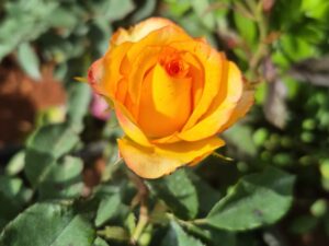 Sunshine Rose 8 inch Pot Collection