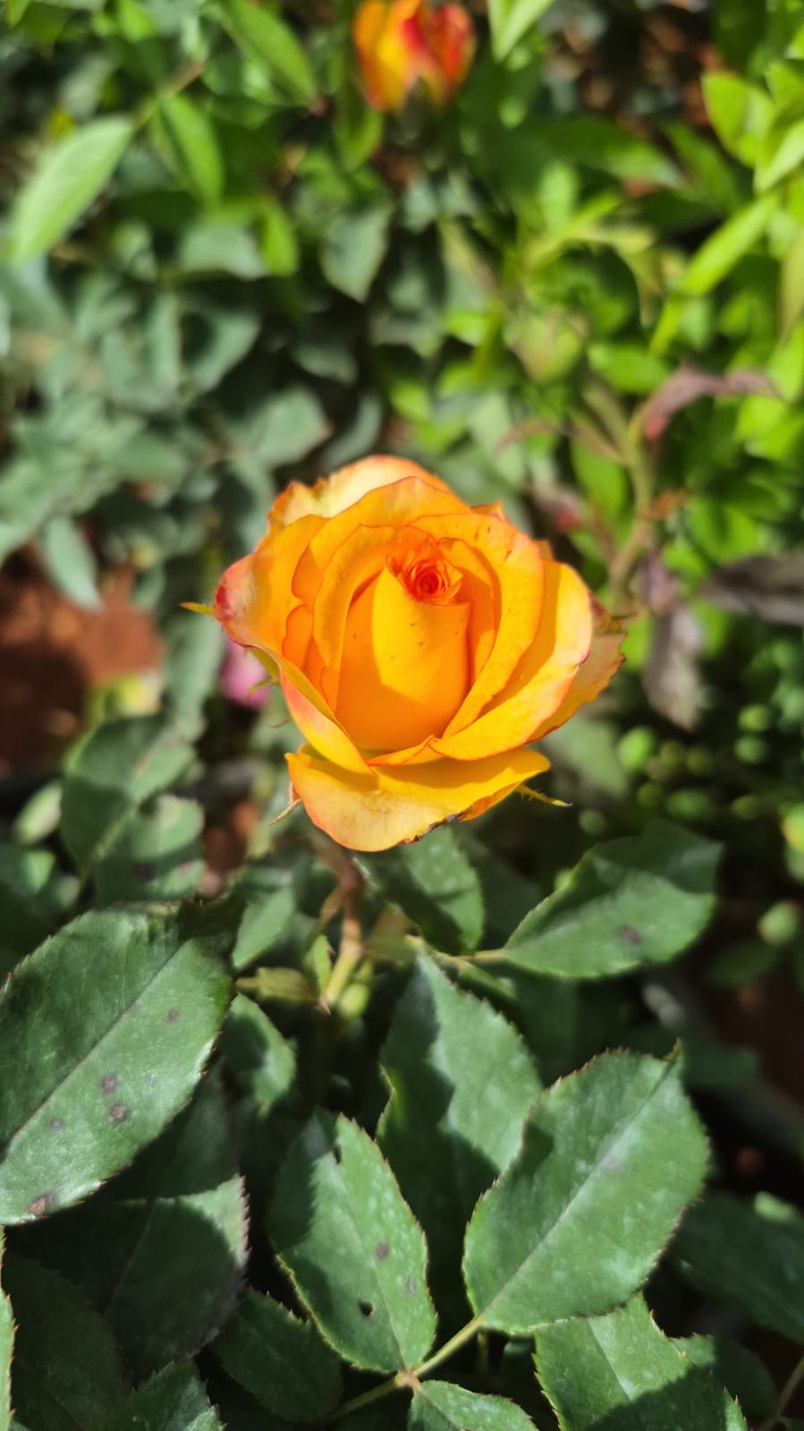 Sunshine Rose 8 inch Pot Collection