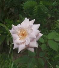 Skin rose plant