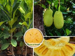 Seedless jack fruit
