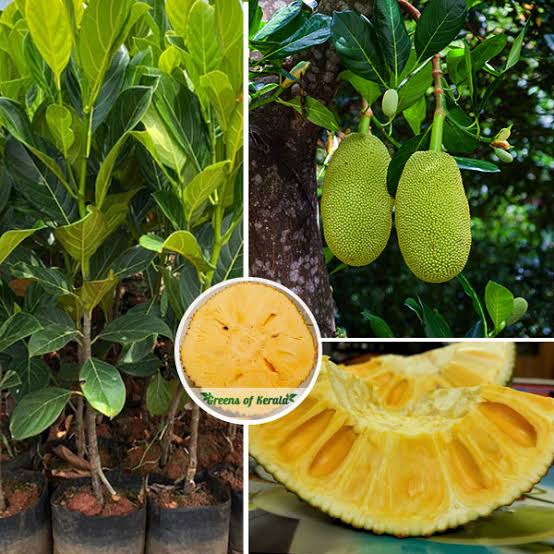 Seedless jack fruit