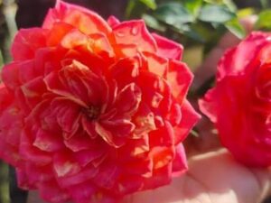 Bby romanica rose