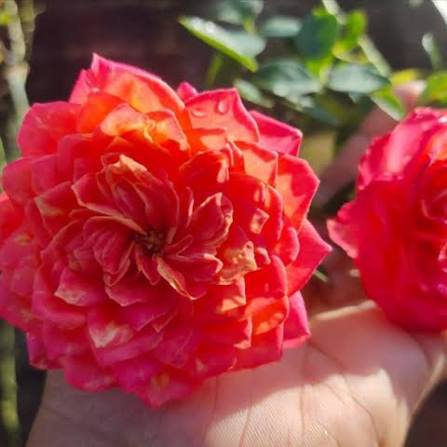 Bby romanica rose