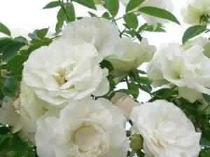 Small Summer snow white rose