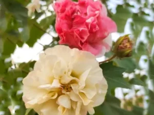 Changing rose