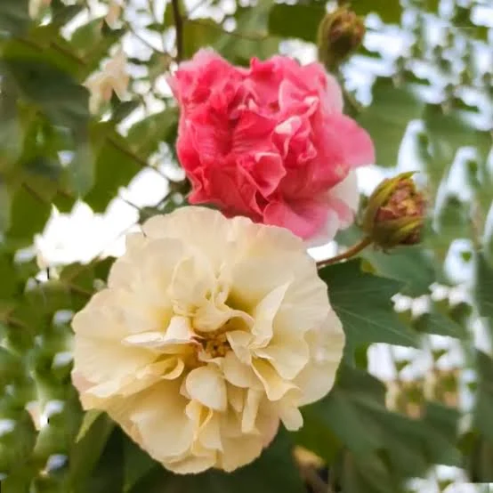Changing rose