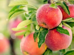 Anna apple