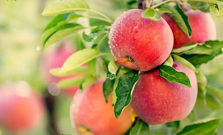 Anna apple