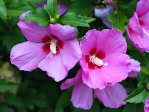 Violet hibicus new