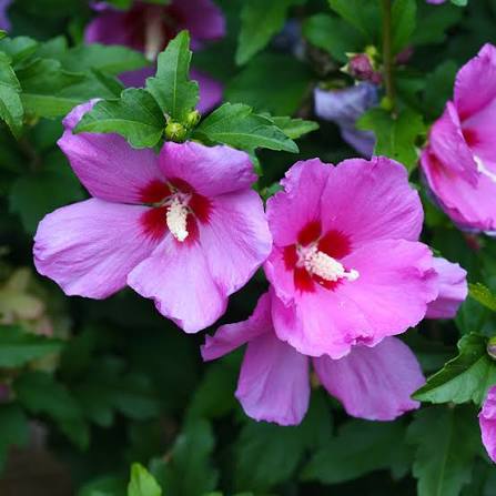 Violet hibicus new