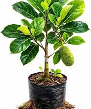 Vitnam jack/all time jack fruit(open parcel best)
