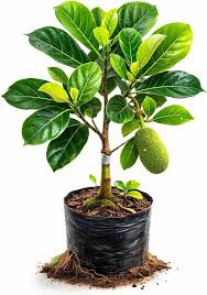 Vitnam jack/all time jack fruit(open parcel best)