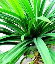 Ramba leaf