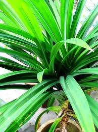 Ramba leaf